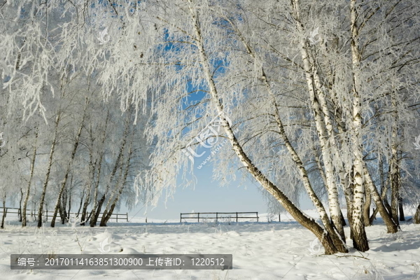 冬季景觀和樹木