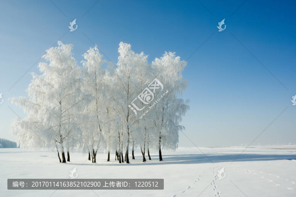 冬季景觀和樹木