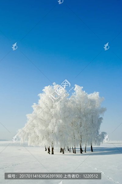 冬季景觀和樹木