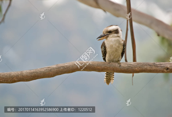 笑翠鳥