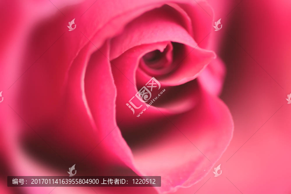 紅玫瑰
