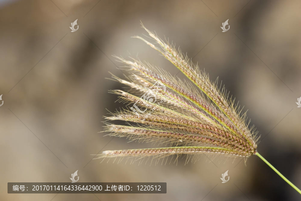 在模糊的背景Ripen,Spikelet