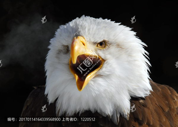 美國的白頭鷹