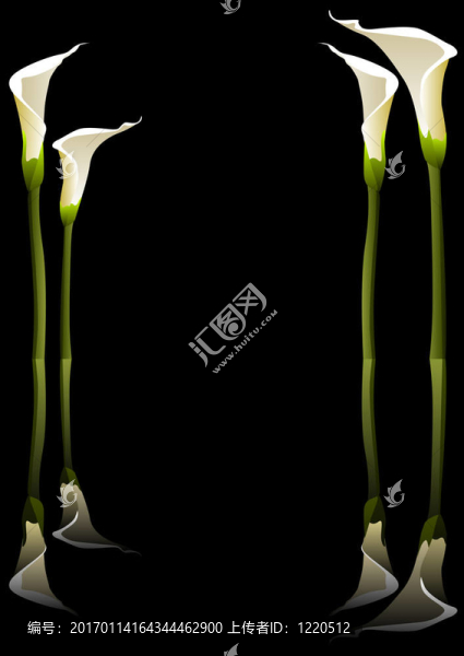 Calla百合花