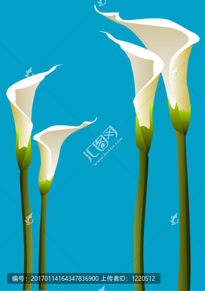 Calla百合花