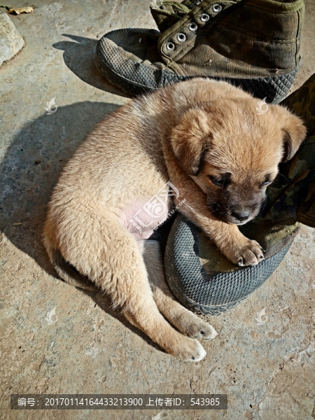 狗狗