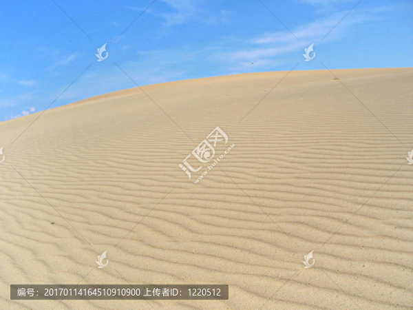 針葉林的沙漠景觀05