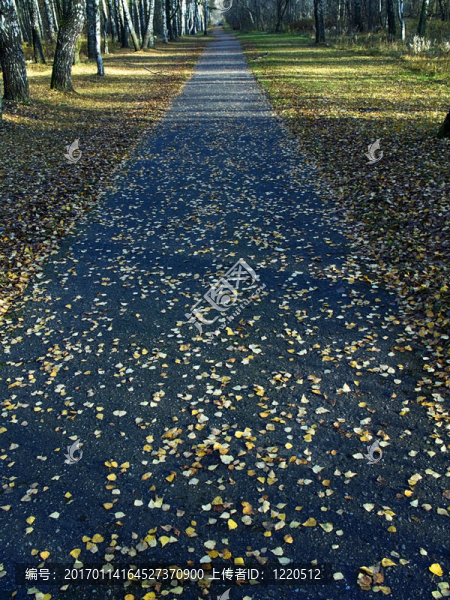 秋天的路徑