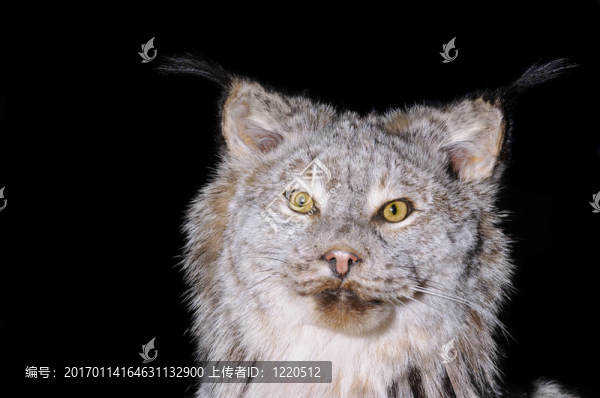 加拿大猞猁