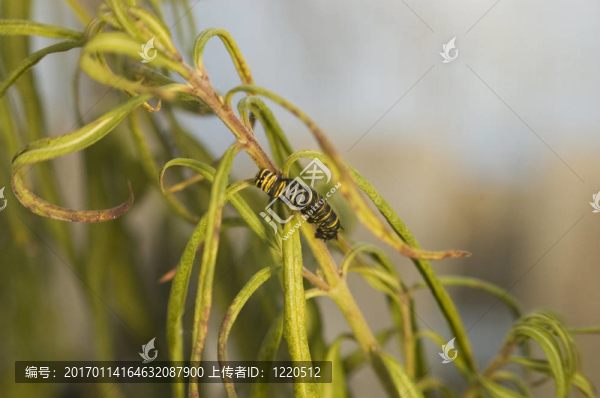 君主caterpller-匯圖網(wǎng) www.fosd68.com 君主caterpller