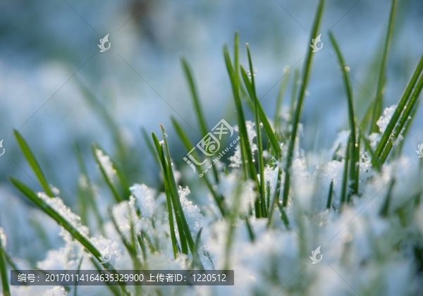 草在雪中