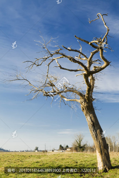 死樹