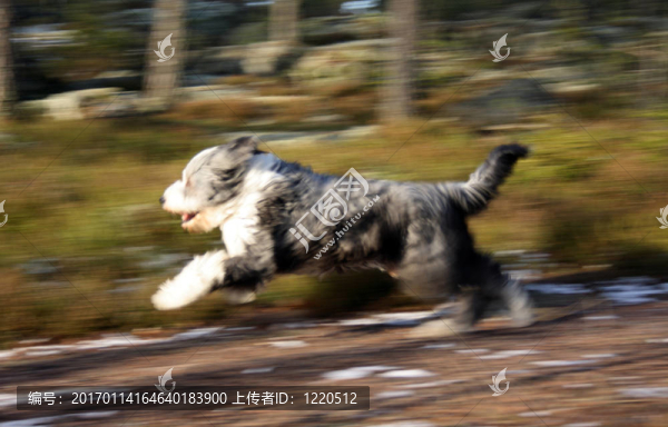 狗跑