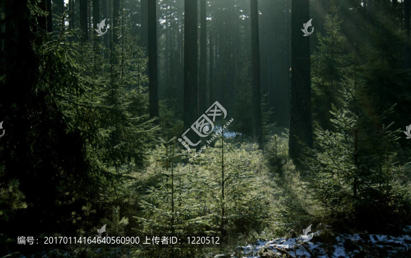 魔法森林