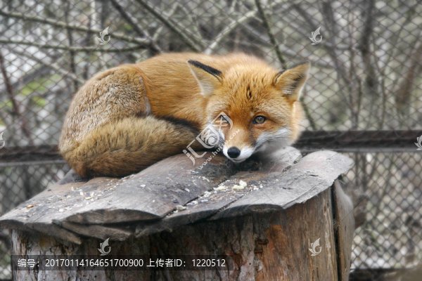 動物園的紅狐貍