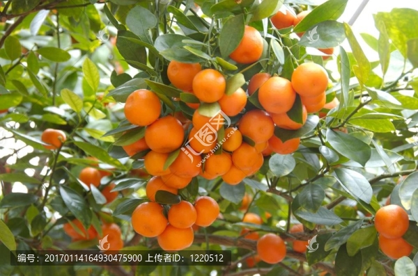 橘子樹