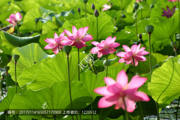 睡蓮2