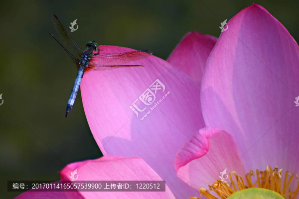 龍百合