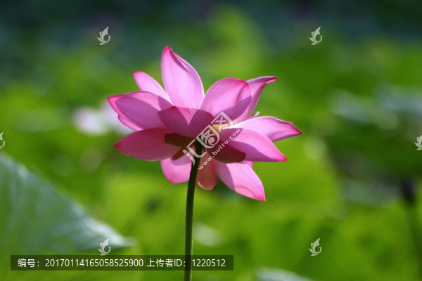 水百合