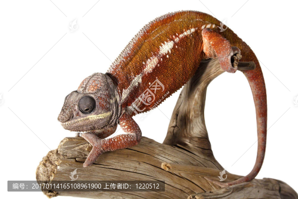 豐富多彩的雄性變色龍