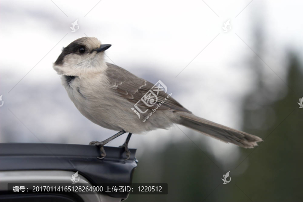 饑餓的麻雀-匯圖網(wǎng) www.fosd68.com 饑餓的麻雀