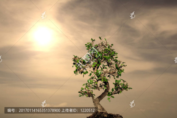 陽(yáng)光孤獨(dú)的盆景
