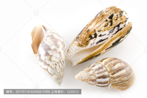 海貝殼