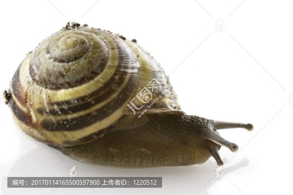 螺旋蝸牛