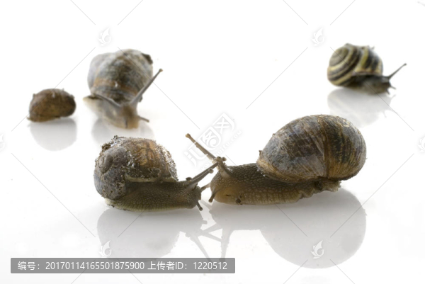 蝸牛的愛(ài)