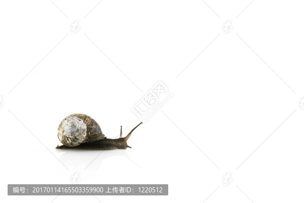 白蝸牛的路