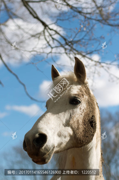 白色的馬在泥土里