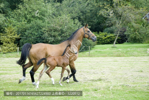 馬的馬駒
