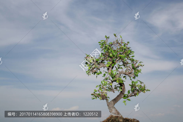彩色盆景隔離