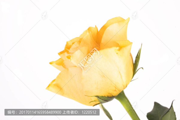 玫瑰