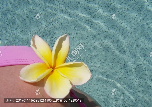 Bikini頂雞蛋