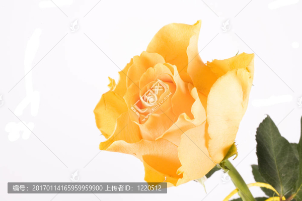 玫瑰
