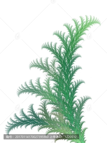 蕨類植物的紋理