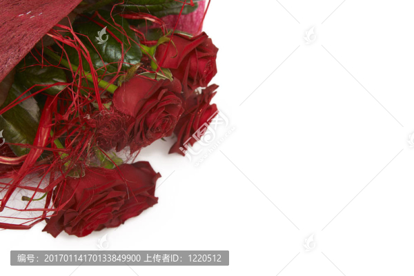 紅色的玫瑰