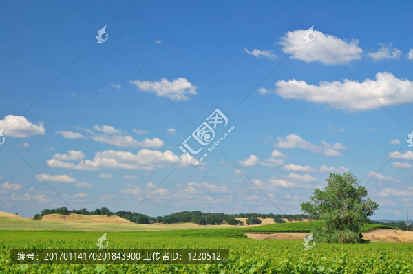 葡萄園景觀