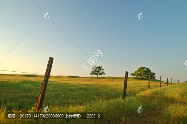 夏天的田野