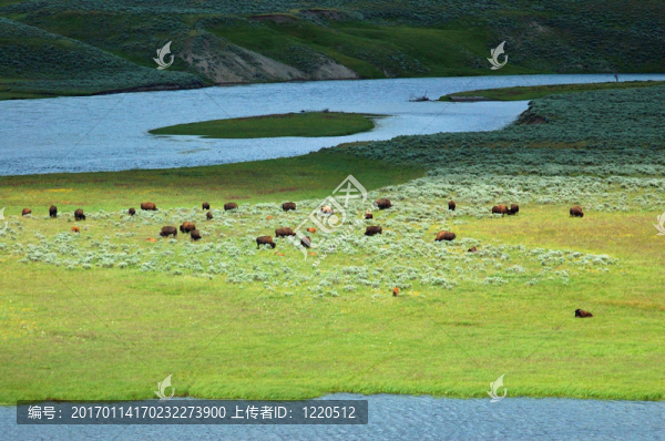 黃石野牛