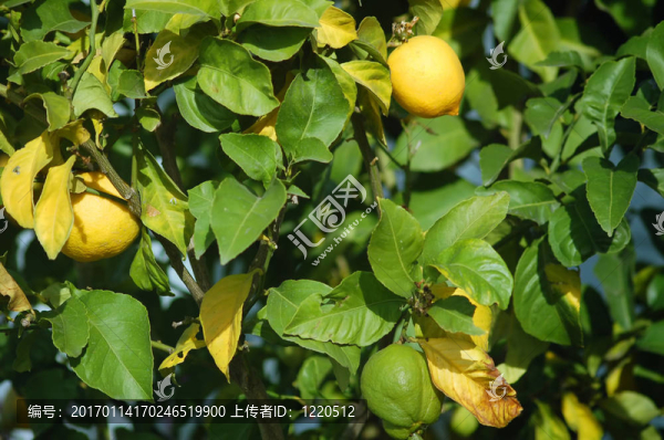 檸檬