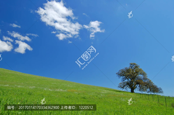 春天橡樹