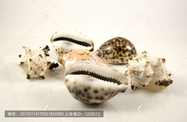 海貝殼