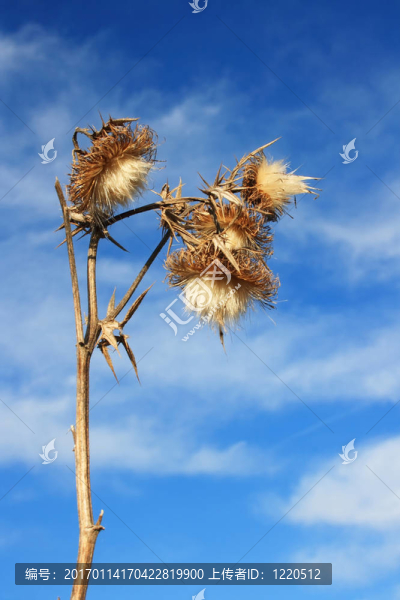 薊花