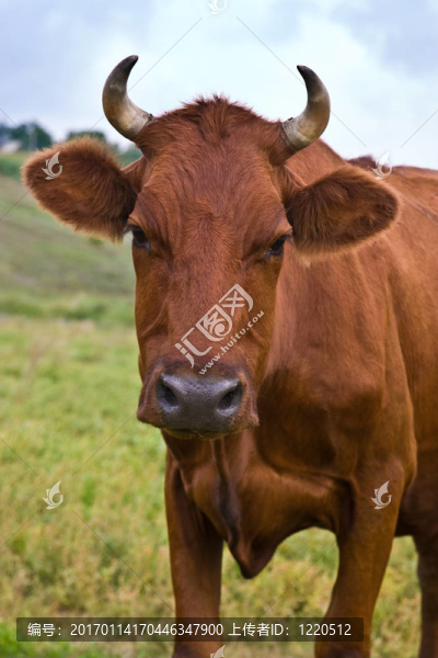 牛-匯圖網(wǎng) www.fosd68.com 牛