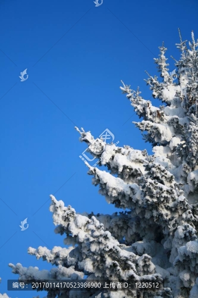 覆蓋著白雪覆蓋的冷杉樹(shù)