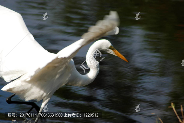 鳥5