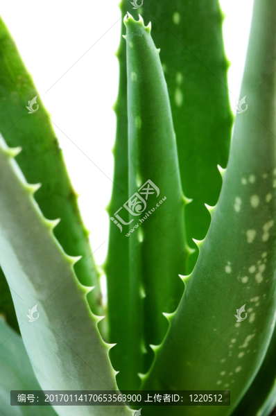 蘆薈植物