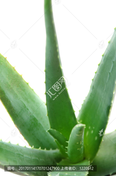 蘆薈植物